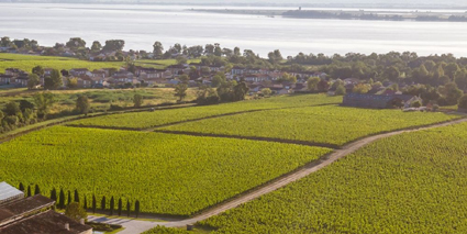 Chateau Haut Bages Liberal Weinberge Gironde